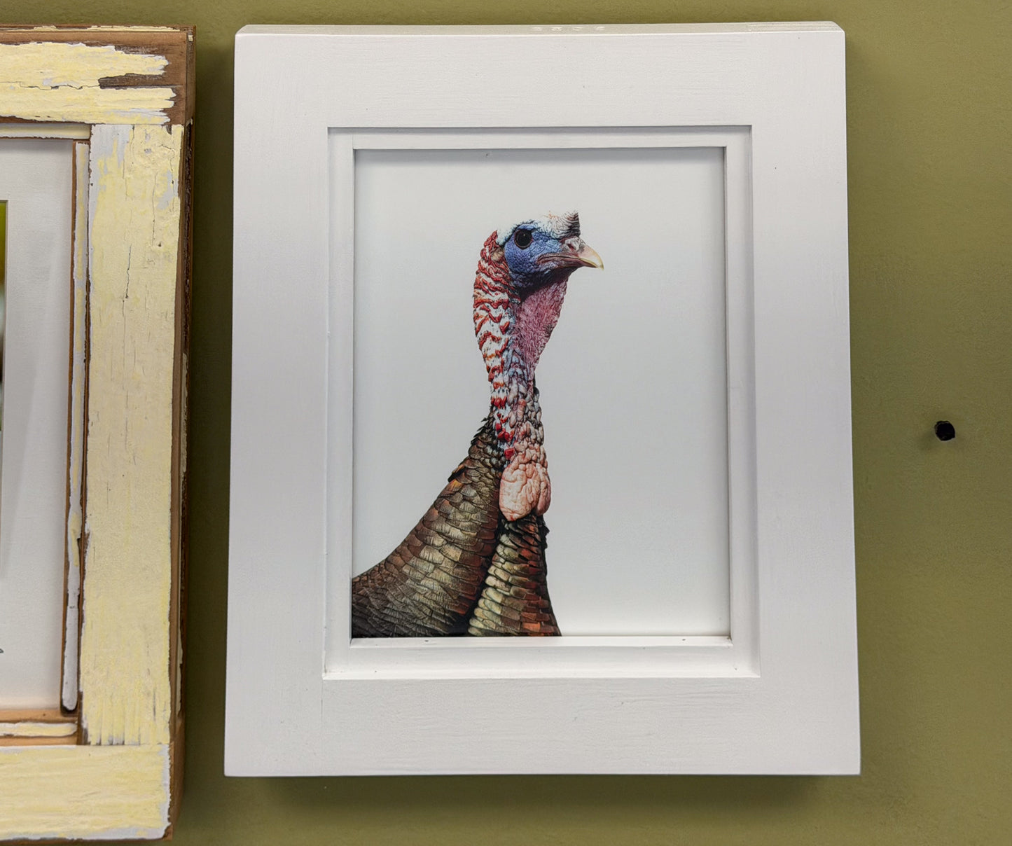 Scott Crivellaro Photography - "Wild Turkey"