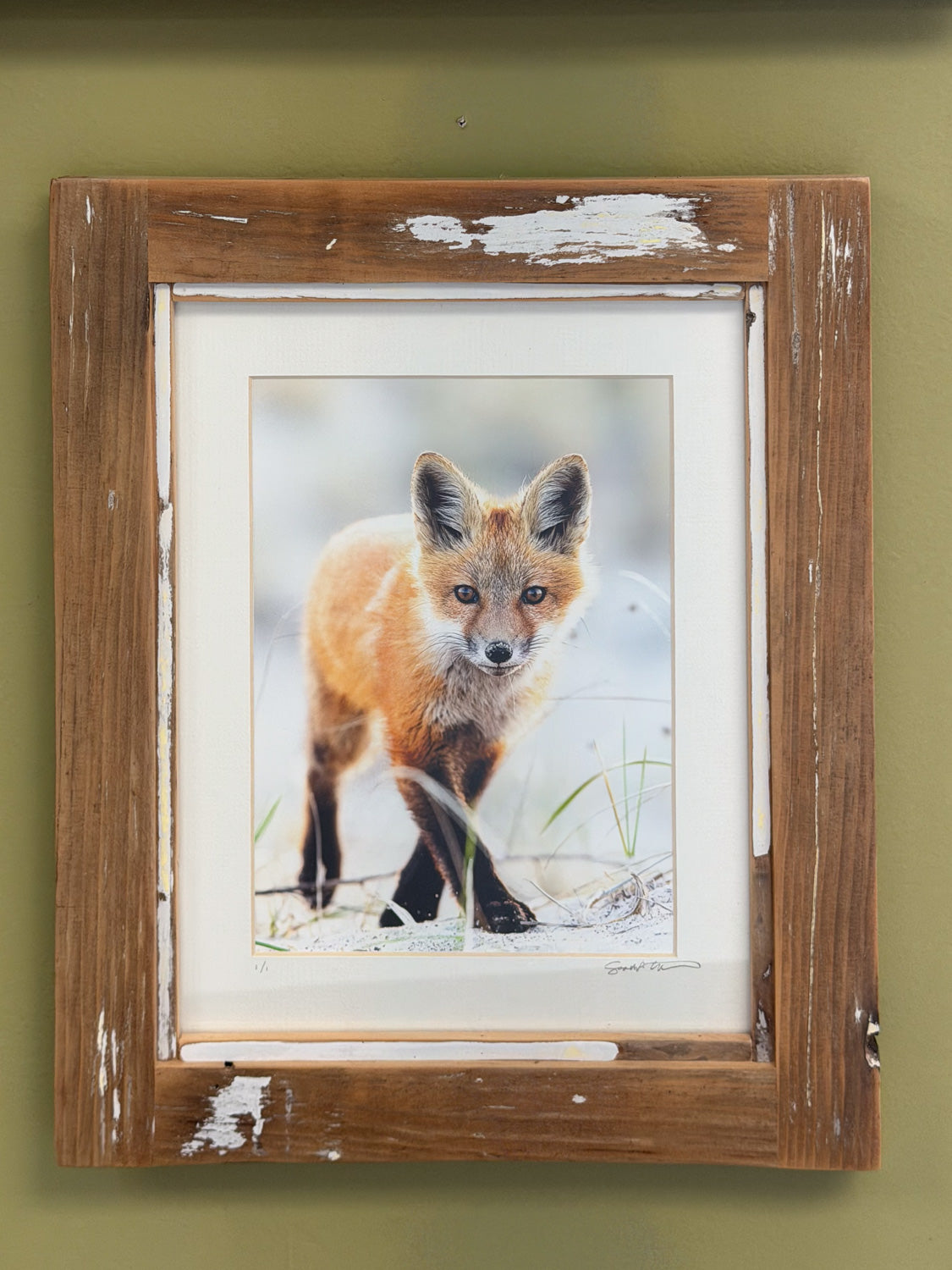 Scott Crivellaro Photography - "Red Fox"