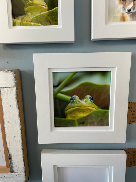 American Bullfrog framed reprint from Scott Crivellaro