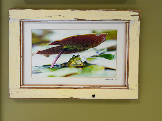 Scott Crivellaro Photography - "American Bullfrog Large"