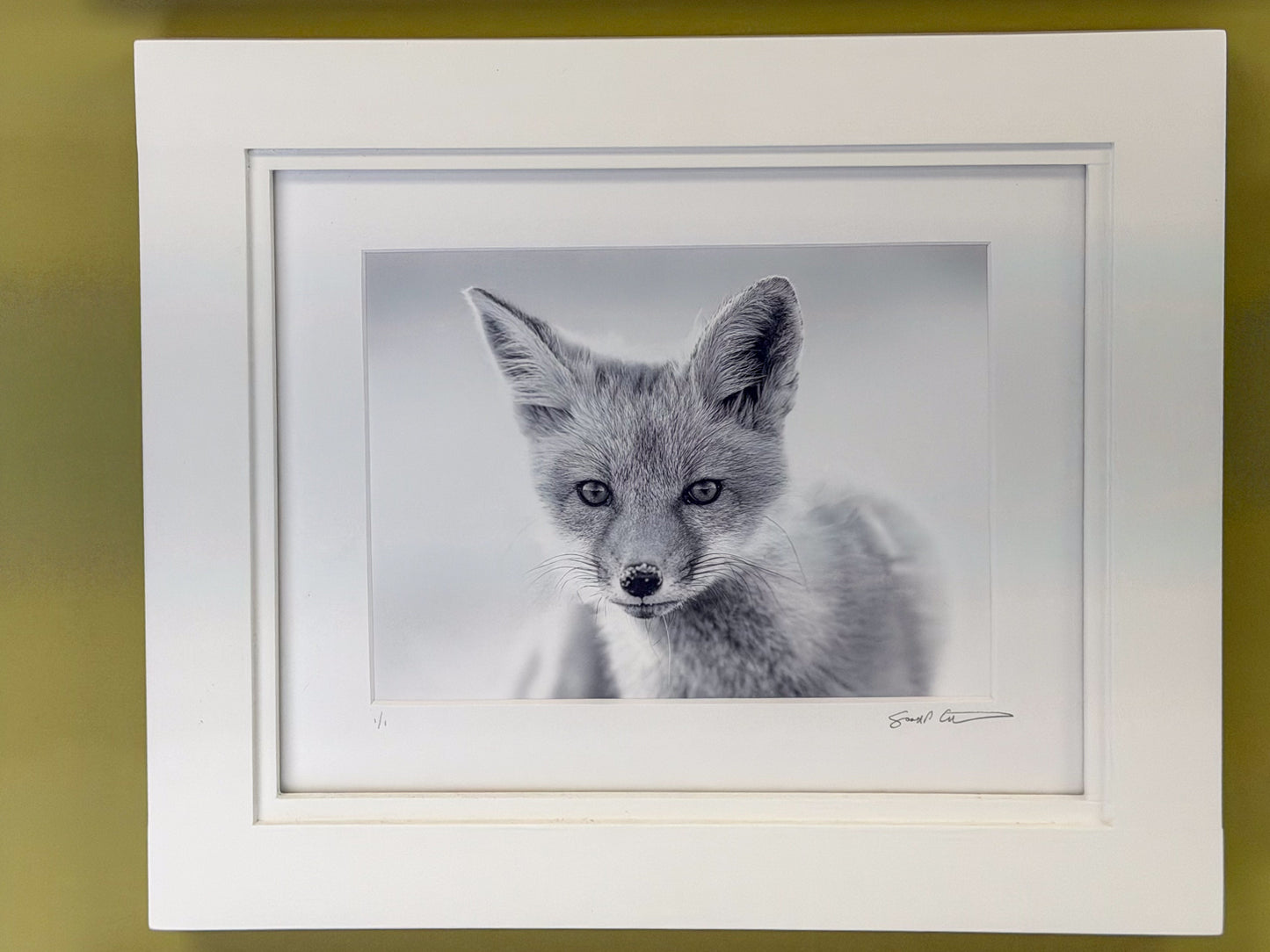 Scott Crivellaro Photography - "Red Fox B/W"