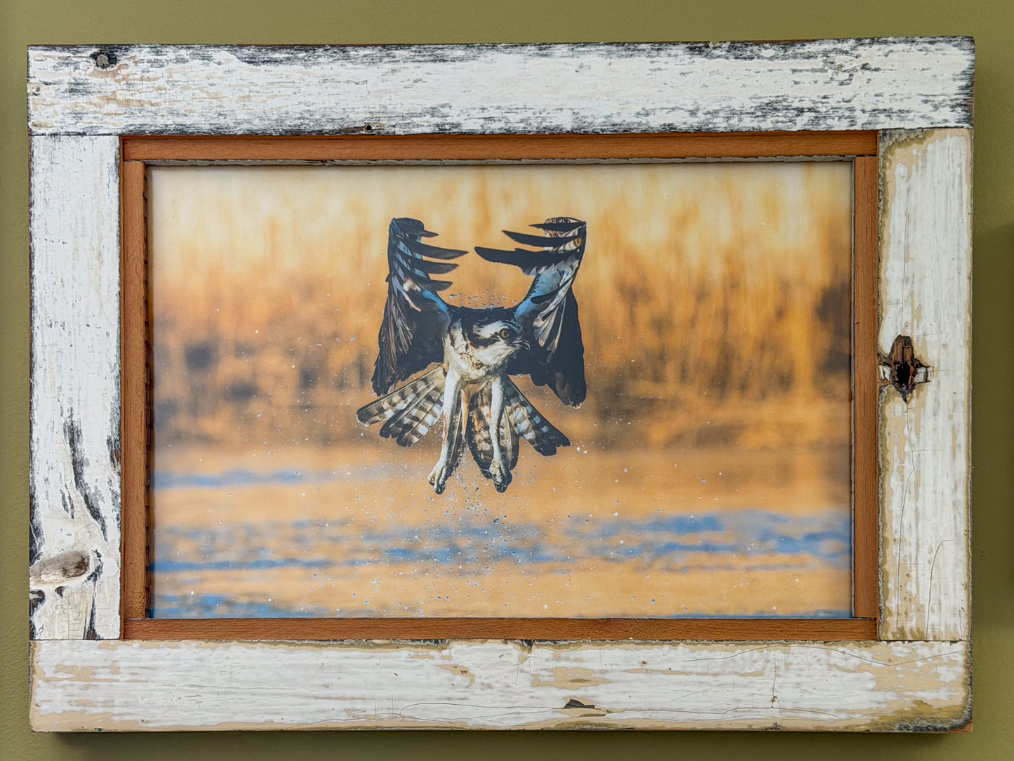 Scott Crivellaro Photography - "Osprey"