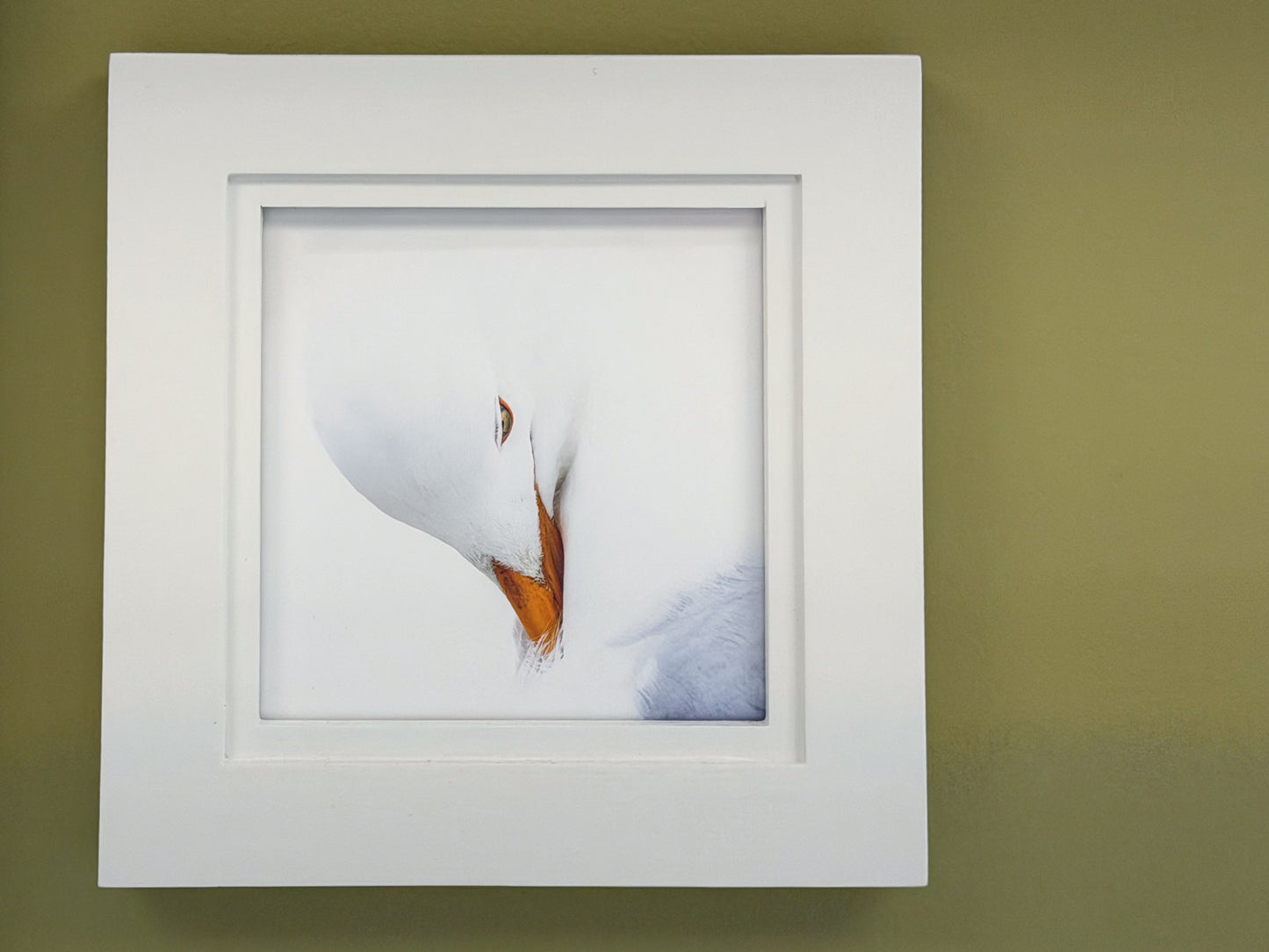 Scott Crivellaro Photography - "Gull"