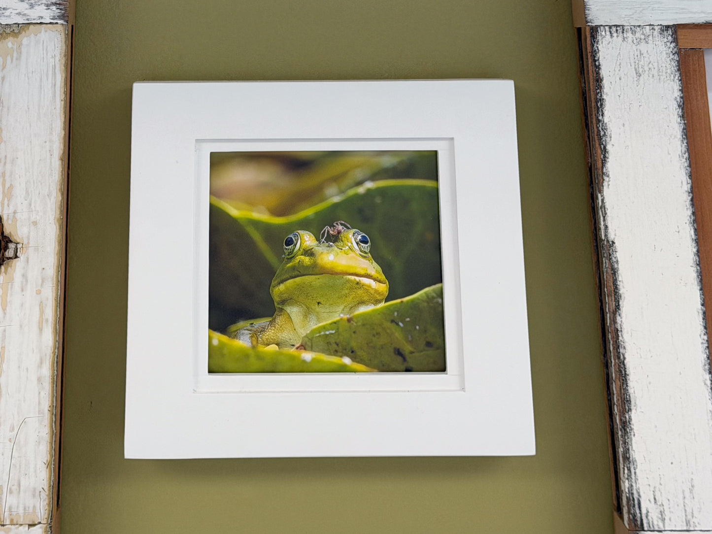 Scott Crivellaro Photography - "American Bullfrog Mini"