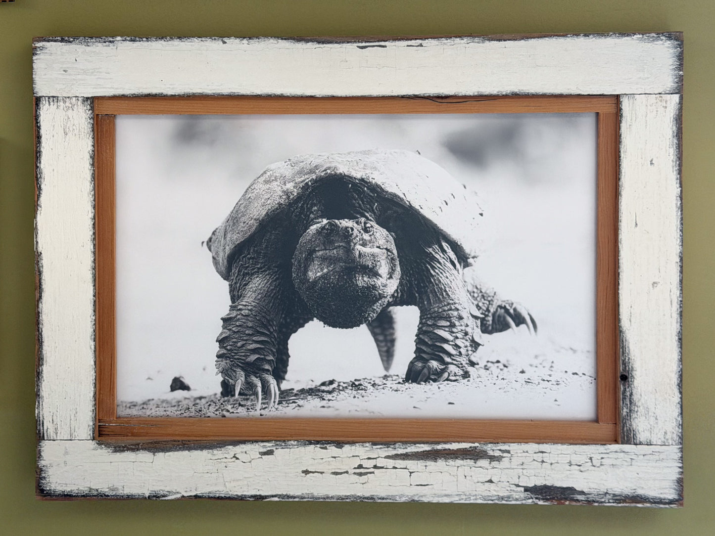 Scott Crivellaro Photography - "Snapping Turtle"