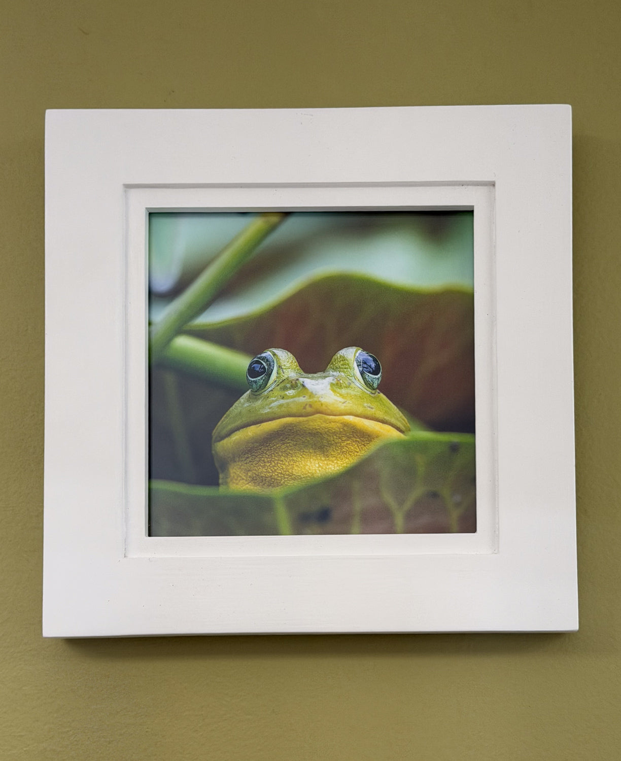 Scott Crivellaro Photography - "American Bullfrog Small"