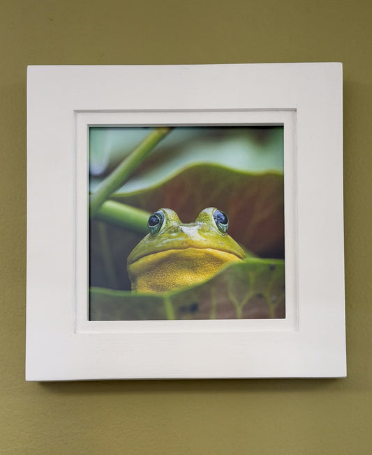 Scott Crivellaro Photography - "American Bullfrog Small"